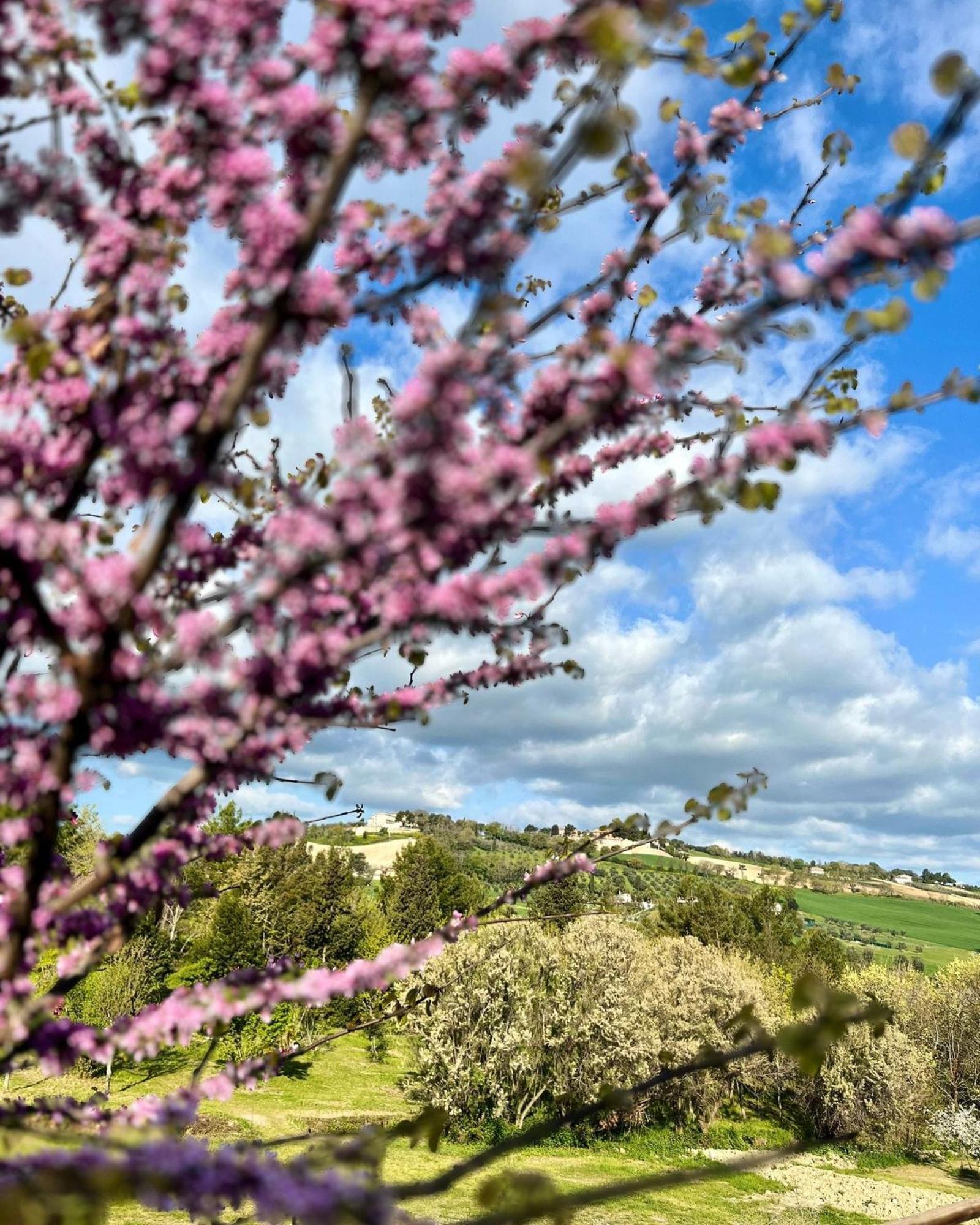 Vila Agriturismo La Contea Senigallia San Gaudenzio Exteriér fotografie